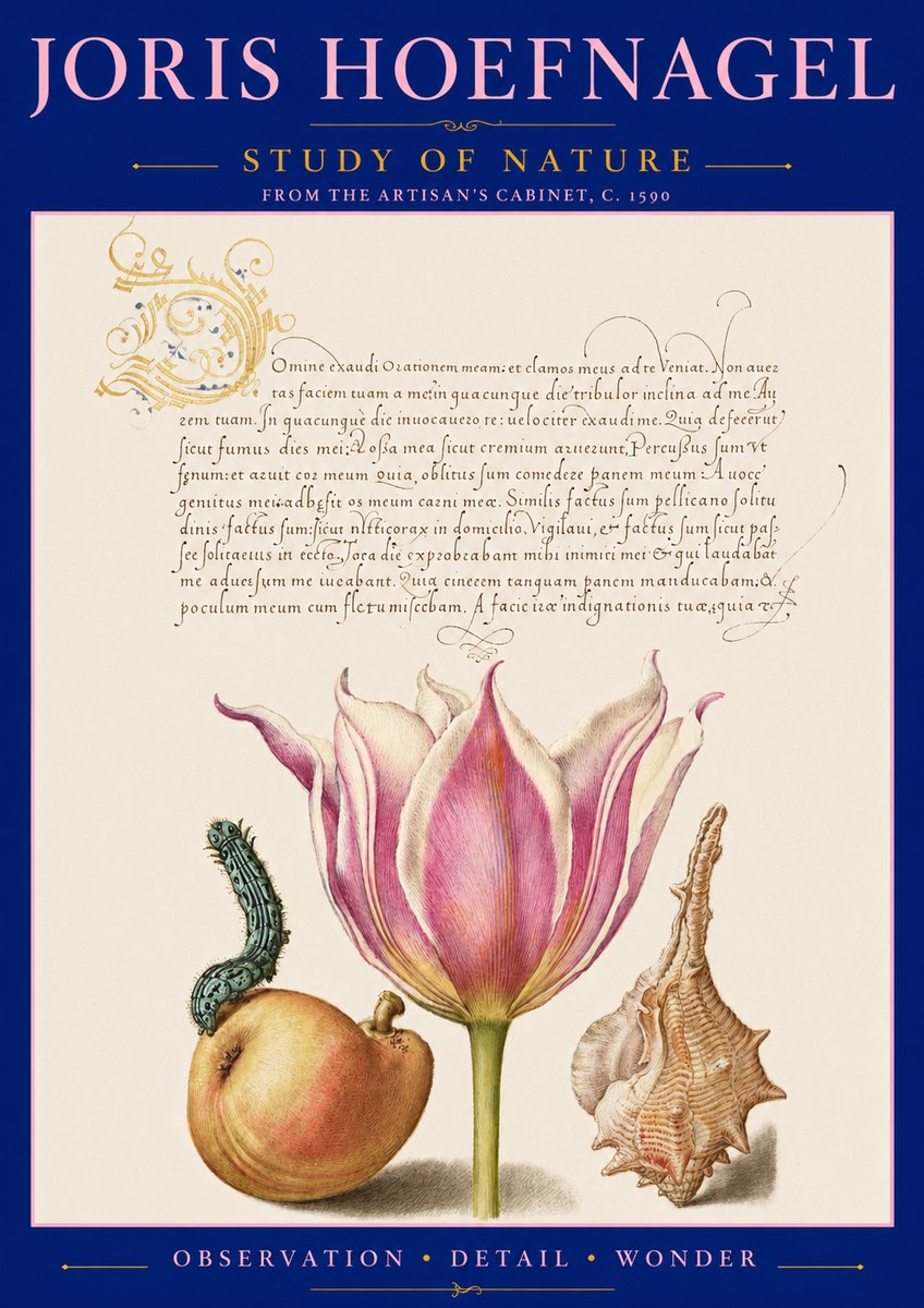 Joris Hoefnagel Tulip, Peach, Caterpillar & Seashell No3 - Poszter