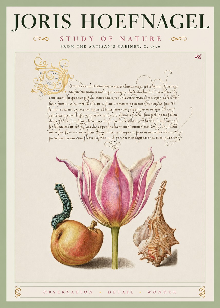 Joris Hoefnagel Tulip, Peach, Caterpillar & Seashell No4 - Poszter