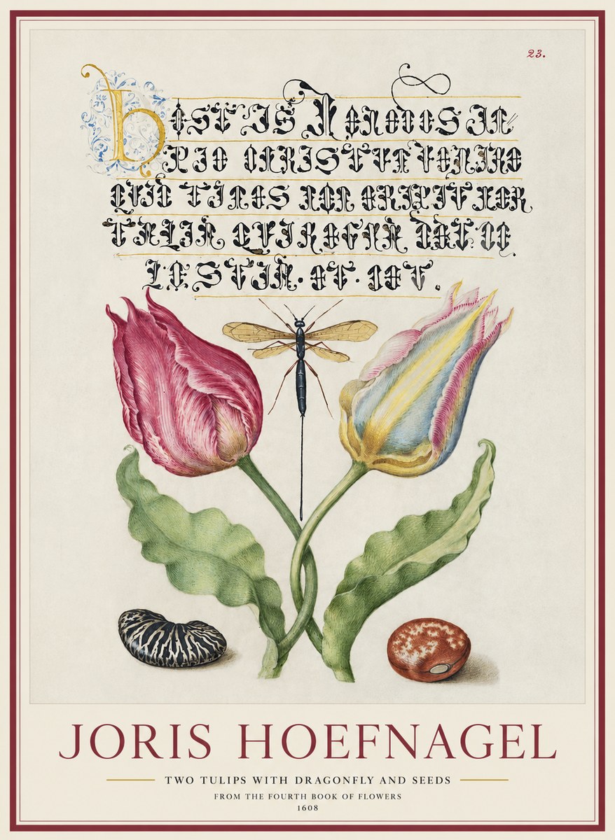 Joris Hoefnagel Two Tulips with Dragonfly and Seeds No1 - Poszter