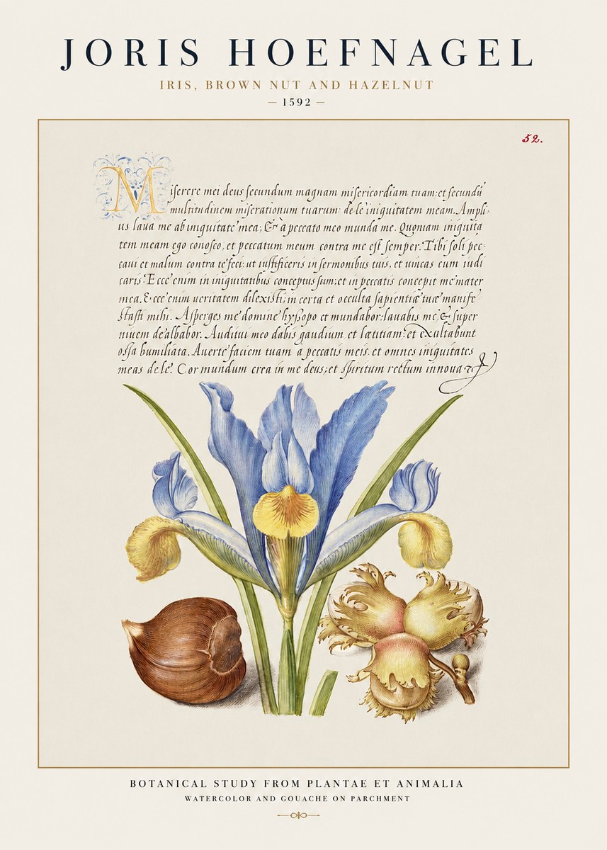 Joris Hoefnagel Iris, Brown Nut and Hazelnut No1 - Poszter