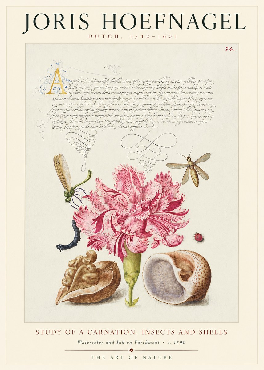 Joris Hoefnagel Study of a Carnation, Insects and Shells No1 - Poszter