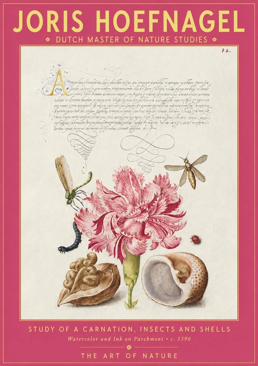 Joris Hoefnagel Study of a Carnation, Insects and Shells No2 - Poszter