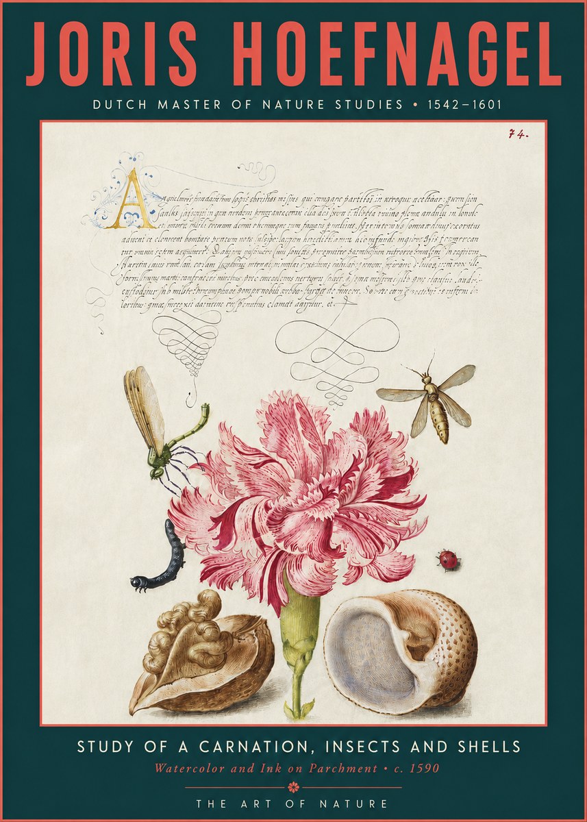 Joris Hoefnagel Study of a Carnation, Insects and Shells No3 - Poszter