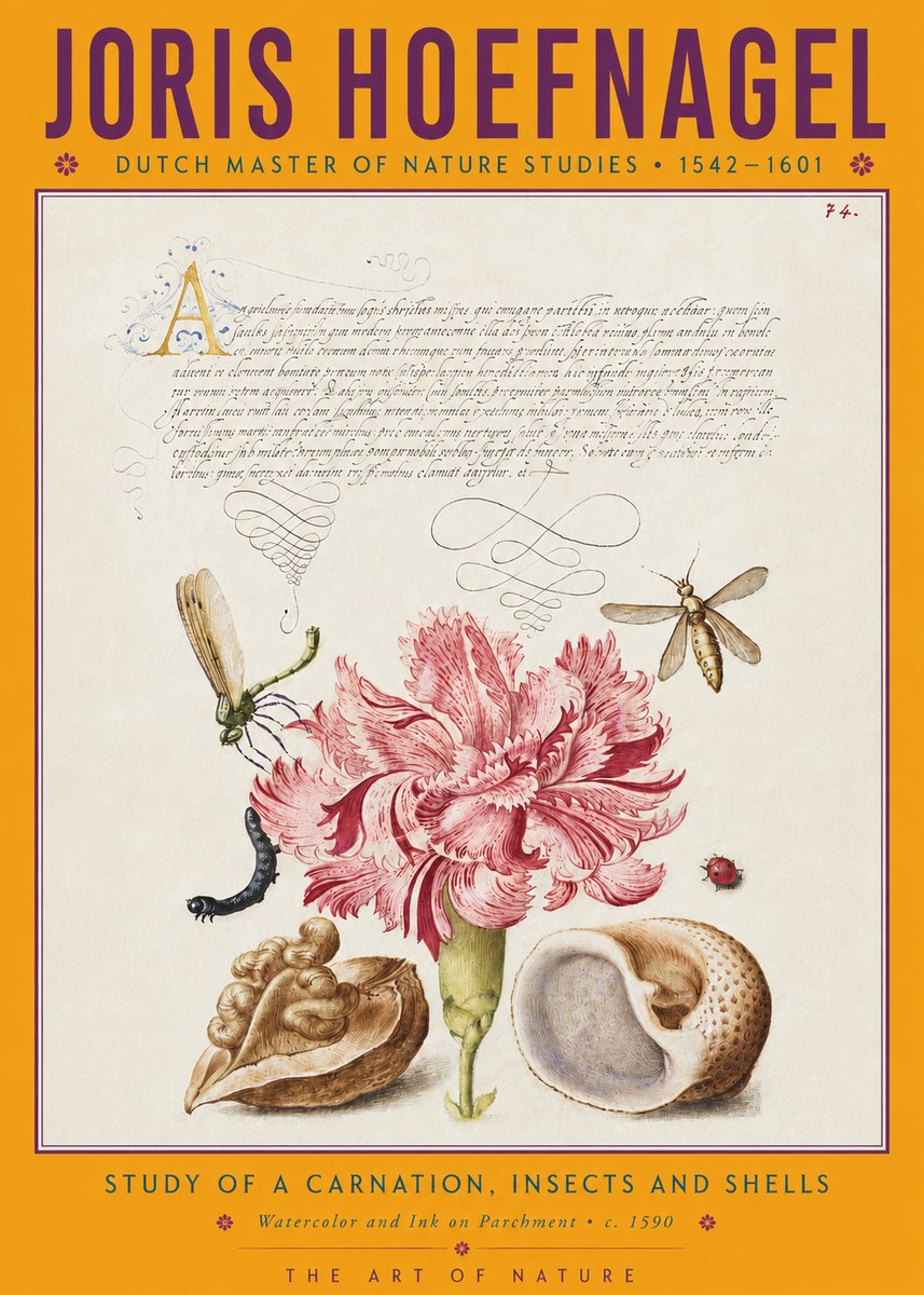 Joris Hoefnagel Study of a Carnation, Insects and Shells No4 - Poszter