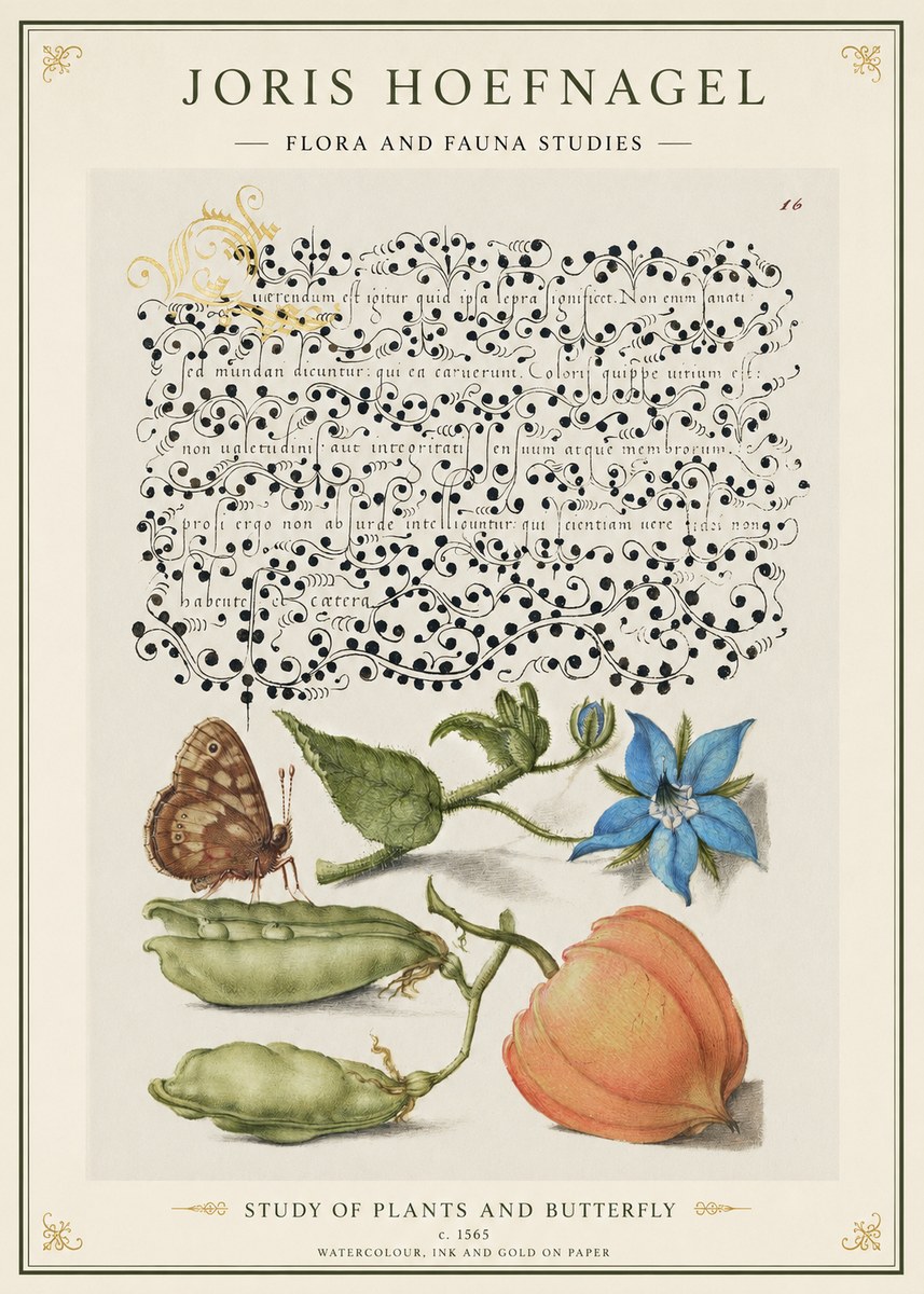 Joris Hoefnagel Study of Plants and Butterfly No1 - Poszter