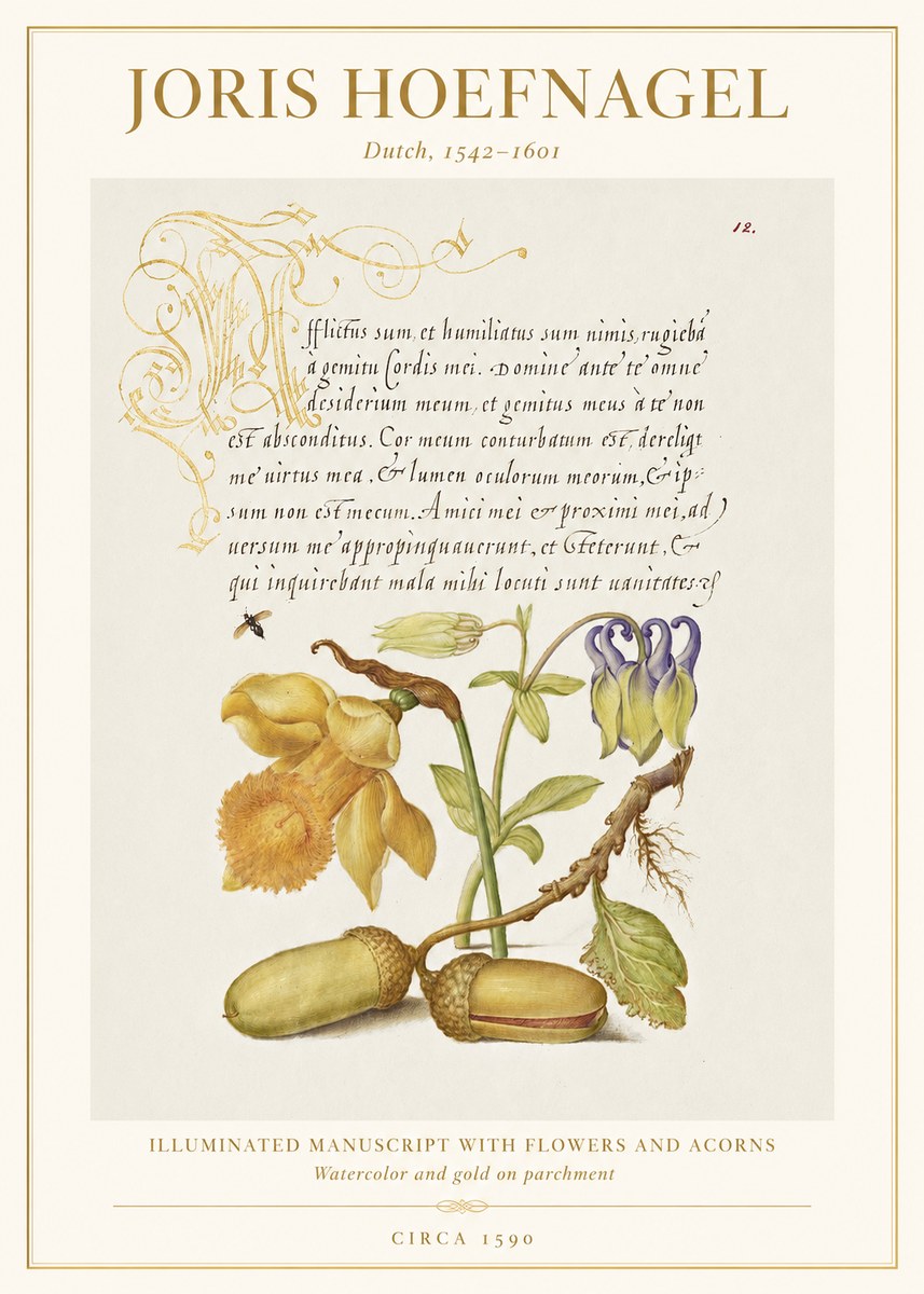 Joris Hoefnagel Illuminated Manuscript with Flowers and Acorns No1 - Poszter