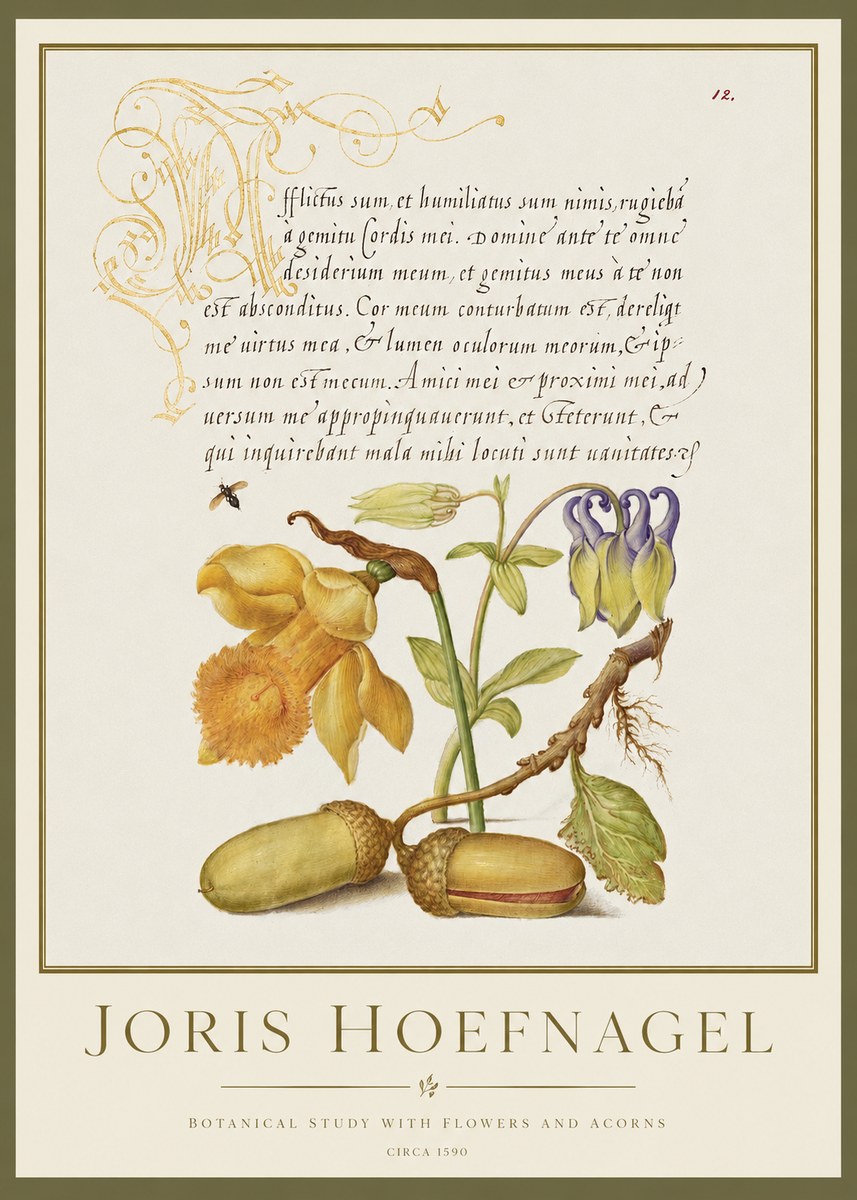 Joris Hoefnagel Illuminated Manuscript with Flowers and Acorns No2 - Poszter