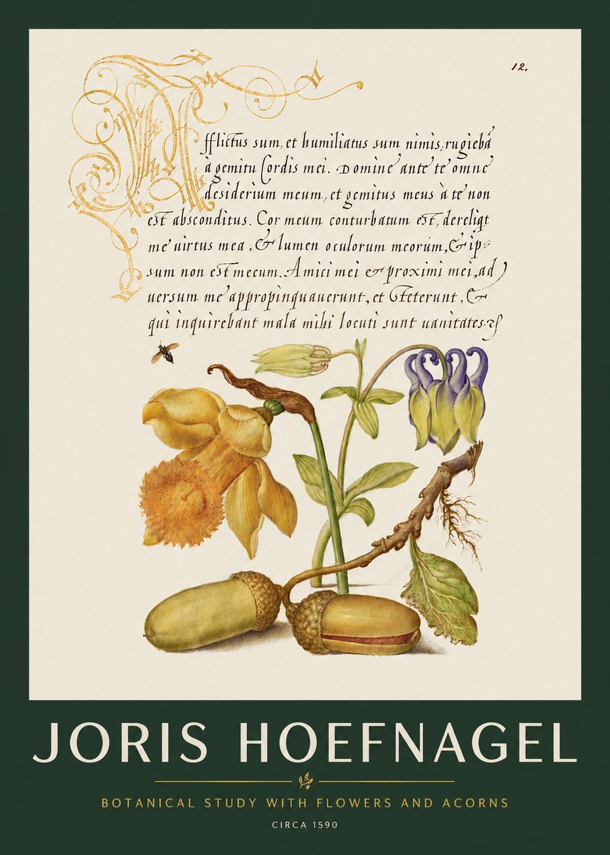 Joris Hoefnagel Illuminated Manuscript with Flowers and Acorns No3 - Poszter