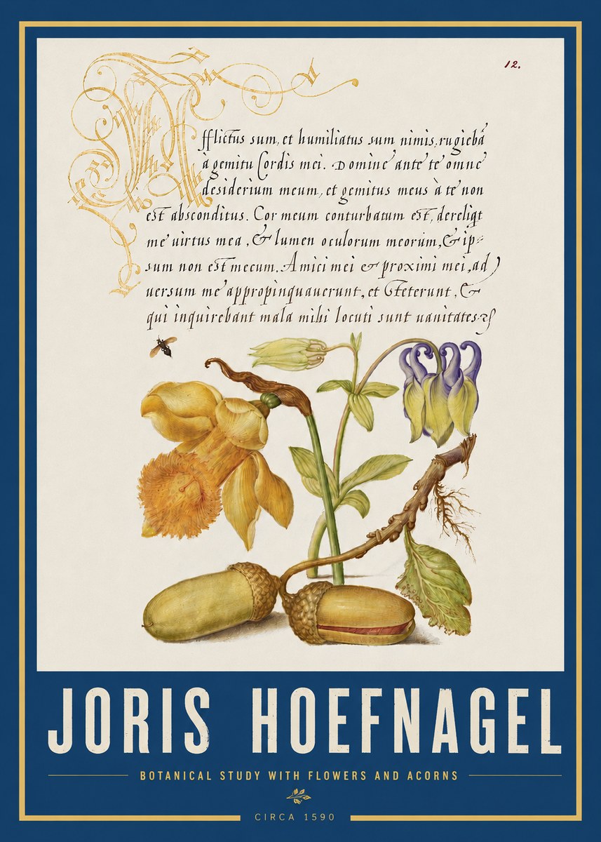 Joris Hoefnagel Illuminated Manuscript with Flowers and Acorns No4 - Poszter