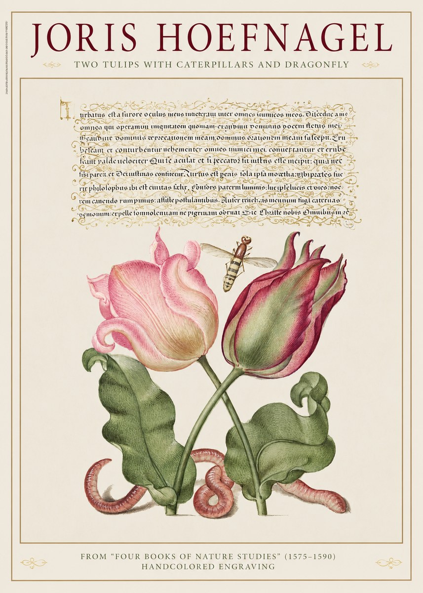 Joris Hoefnagel Two Tulips with Caterpillars and Dragonfly No1 - Poszter