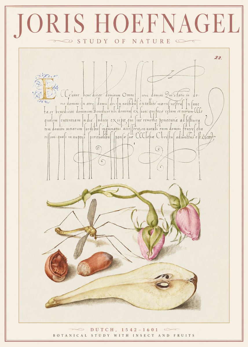 Joris Hoefnagel Studies of Plants, Insects and Fruits No3 - Poszter