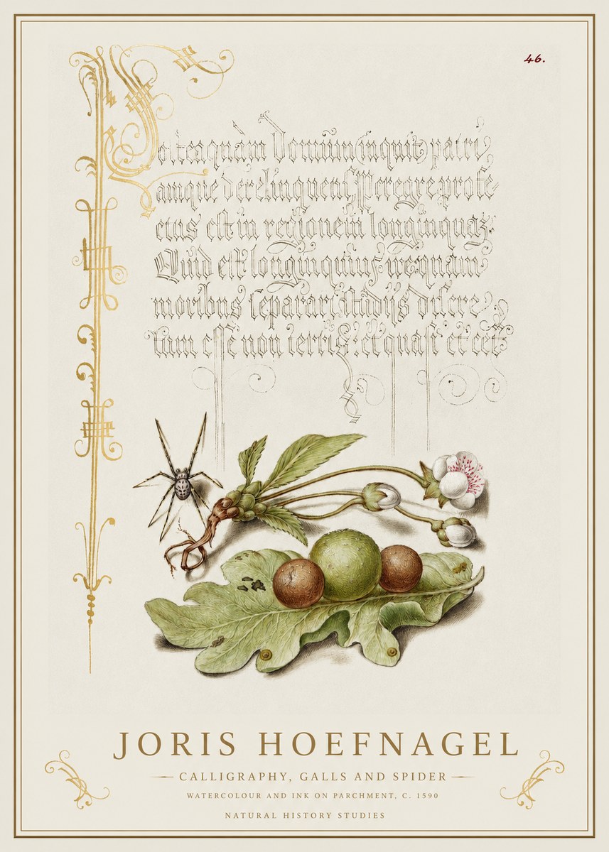 Joris Hoefnagel Plant with Galls and Insect No2 - Poszter