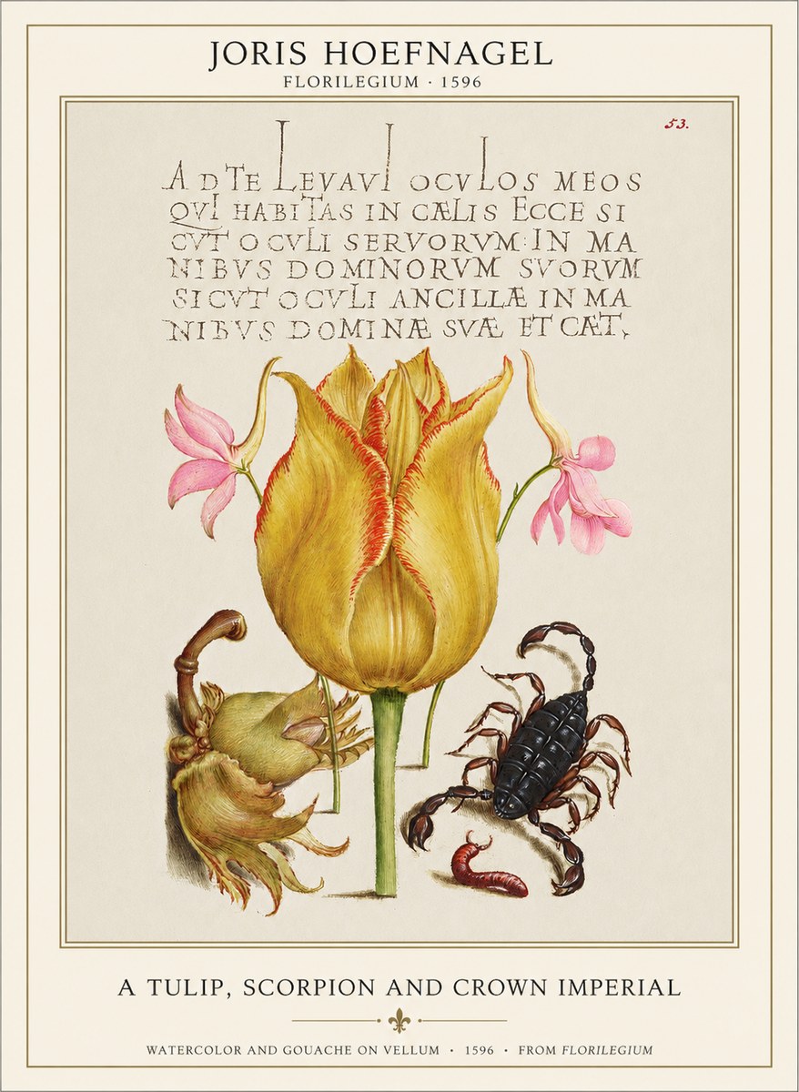 Joris Hoefnagel A Tulip, Scorpion and Crown Imperial No1 - Poszter