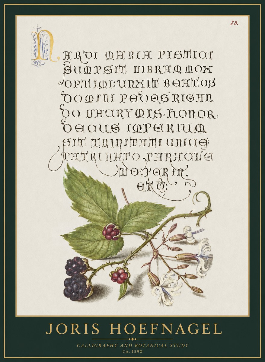 Joris Hoefnagel Calligraphy and Botanical Study II No1 - Poszter