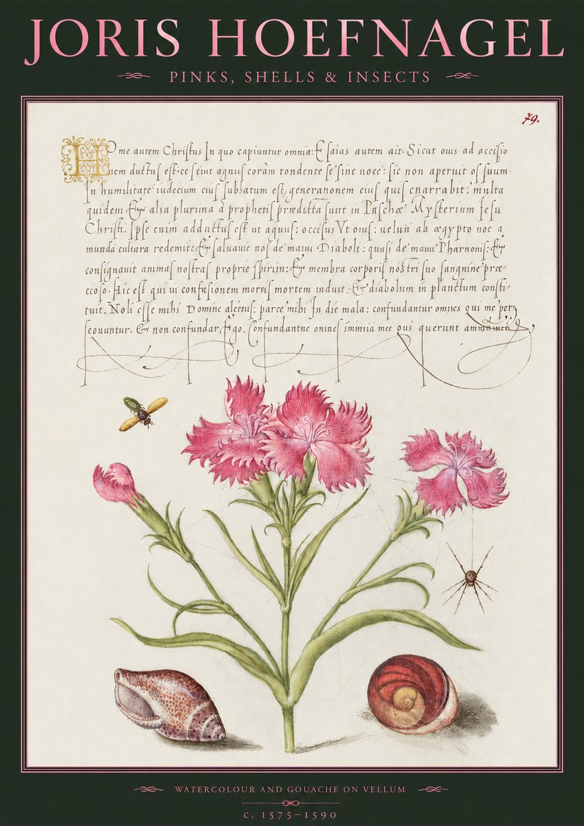 Joris Hoefnagel Pinks, Shells & Insects No2 - Poszter