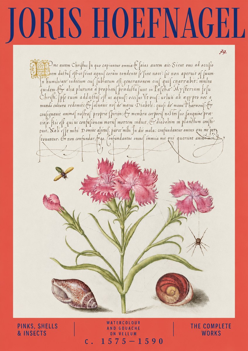 Joris Hoefnagel Pinks, Shells & Insects No3 - Poszter