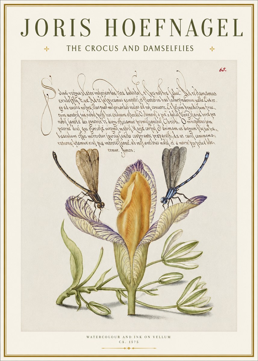 Joris Hoefnagel The Crocus and Damselflies No1 - Poszter
