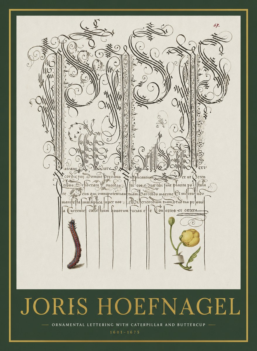 Joris Hoefnagel Ornamental Calligraphy with Caterpillar and Buttercup No2 - Poszter