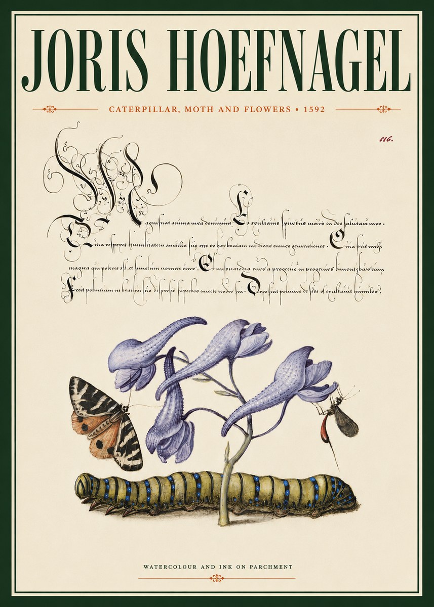 Joris Hoefnagel Caterpillar, Moth and Flowers No4 - Poszter