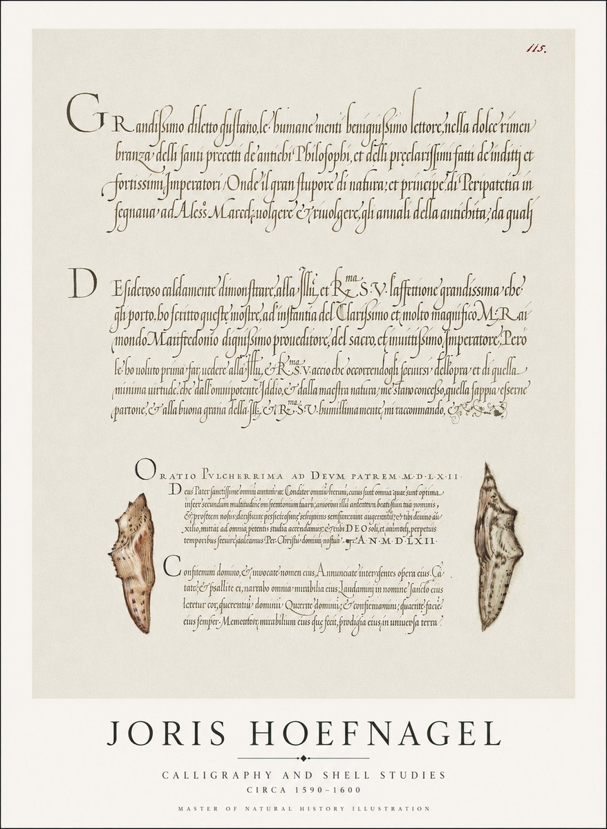 Joris Hoefnagel Study of Shells and Calligraphy No2 - Poszter