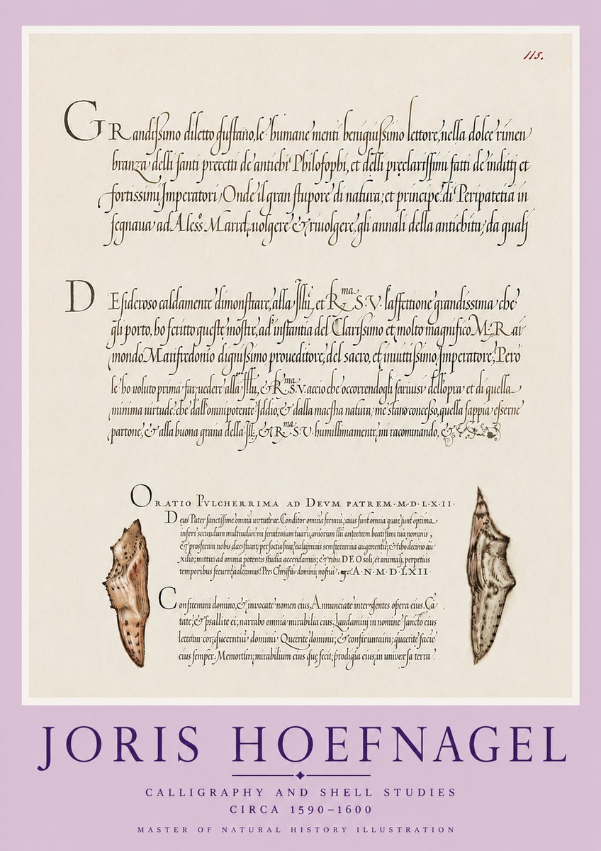 Joris Hoefnagel Study of Shells and Calligraphy No6 - Poszter