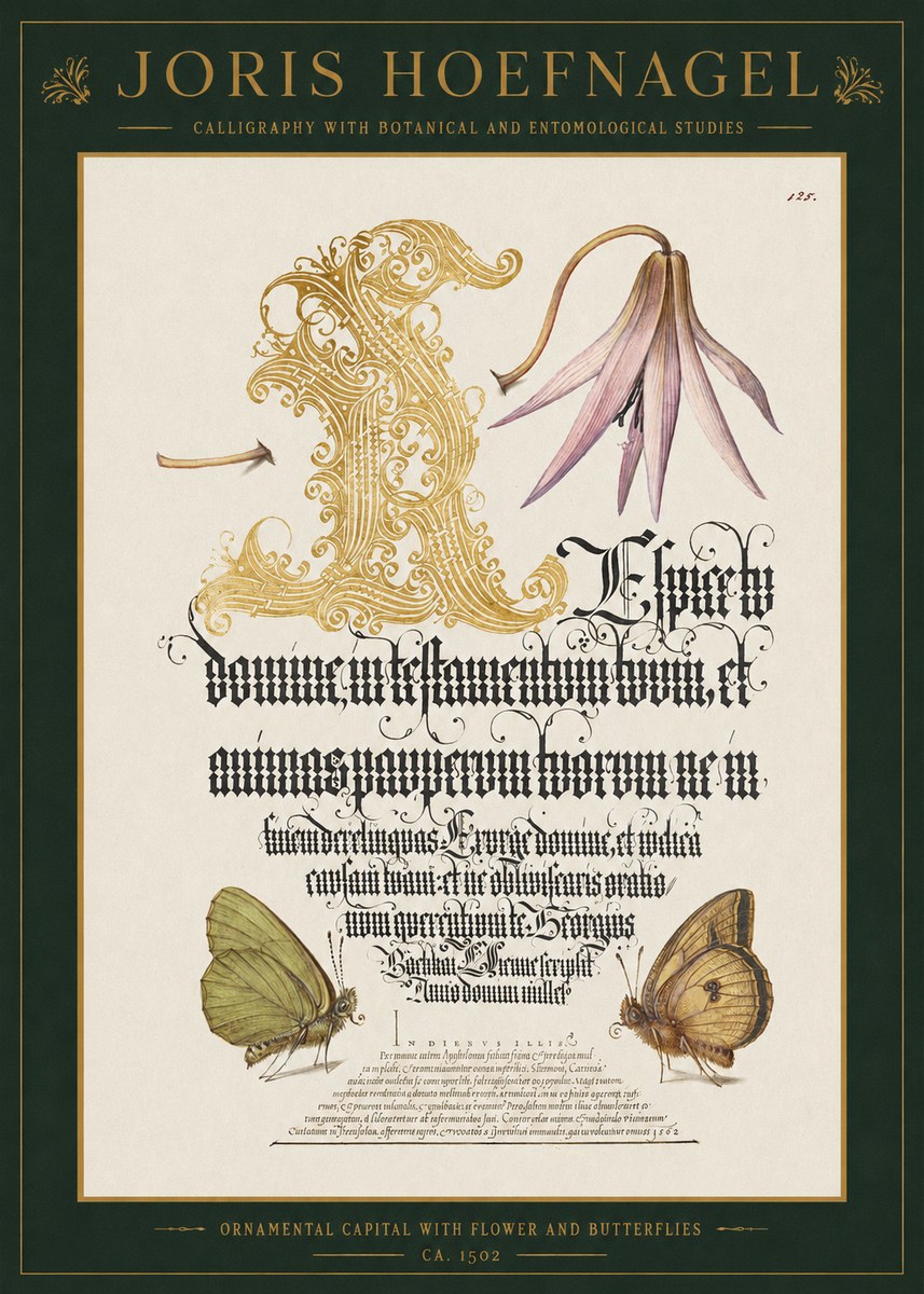 Joris Hoefnagel Ornamental Capital with Flower and Butterflies No1 - Poszter