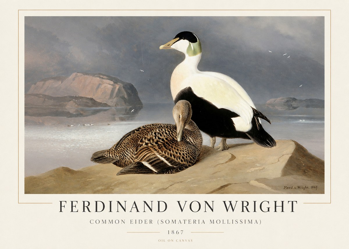 Ferdinand von Wright Common Eider (Somateria Mollissima) No1 - Poszter