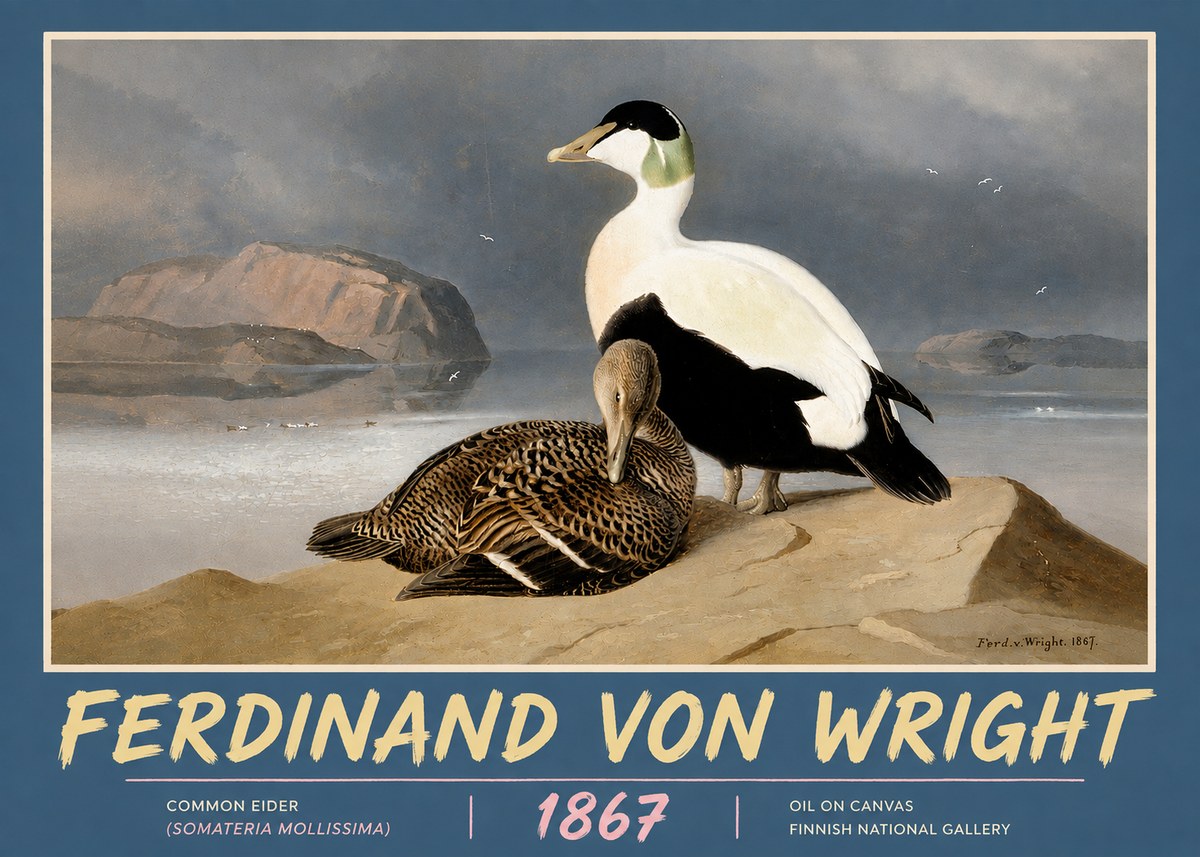 Ferdinand von Wright Common Eider (Somateria Mollissima) No5 - Poszter