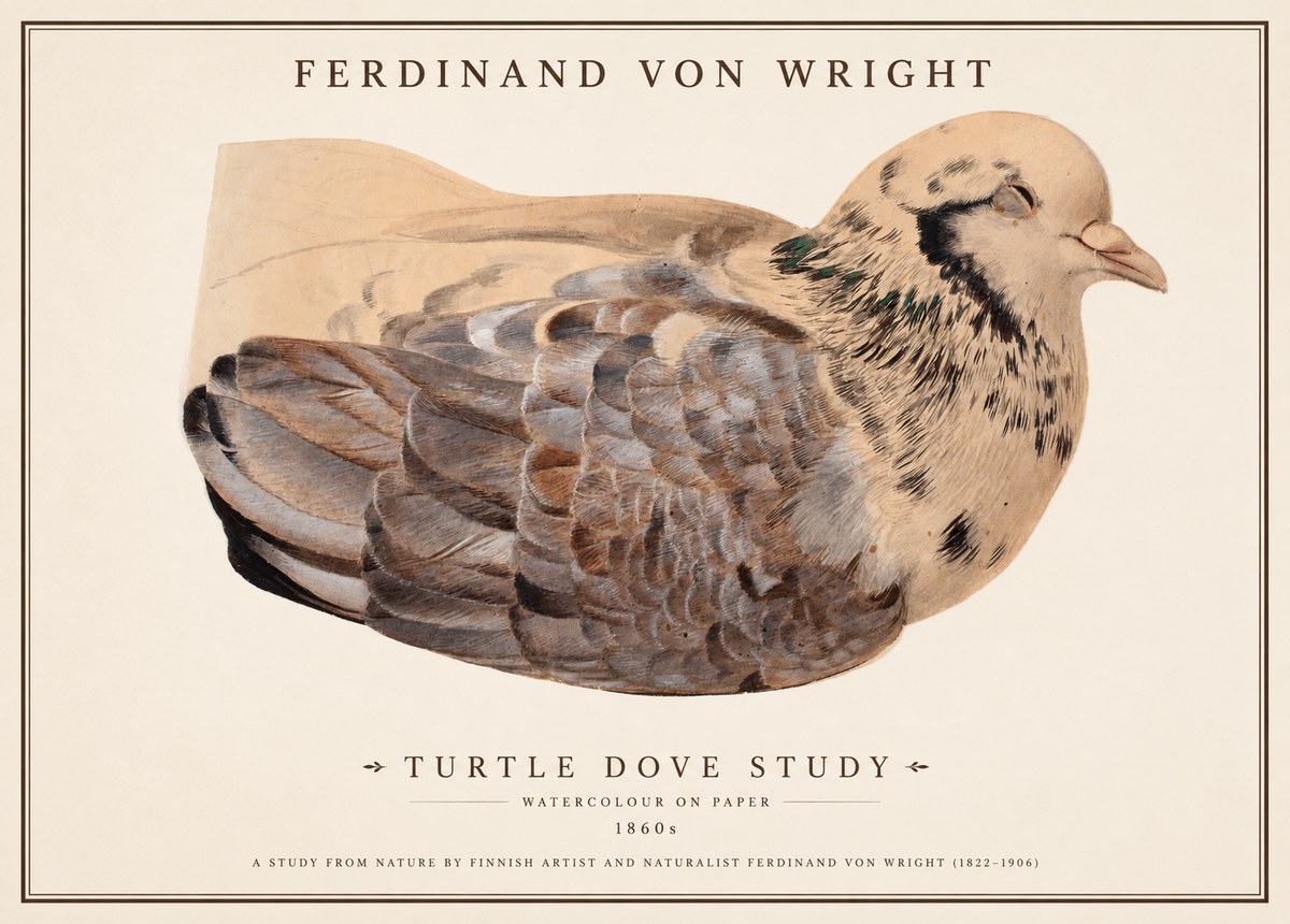 Ferdinand von Wright Turtle Dove Study No1 - Poszter