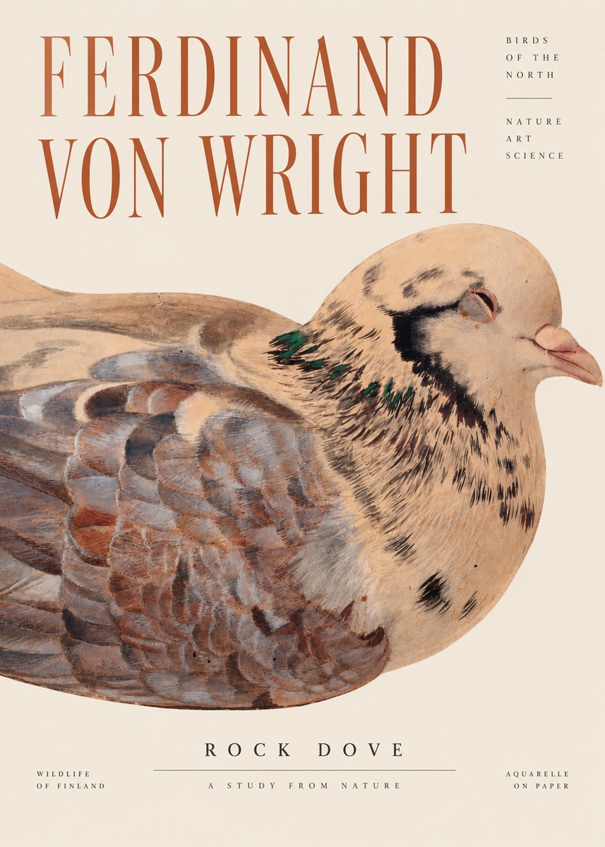 Ferdinand von Wright Turtle Dove Study No4 - Poszter