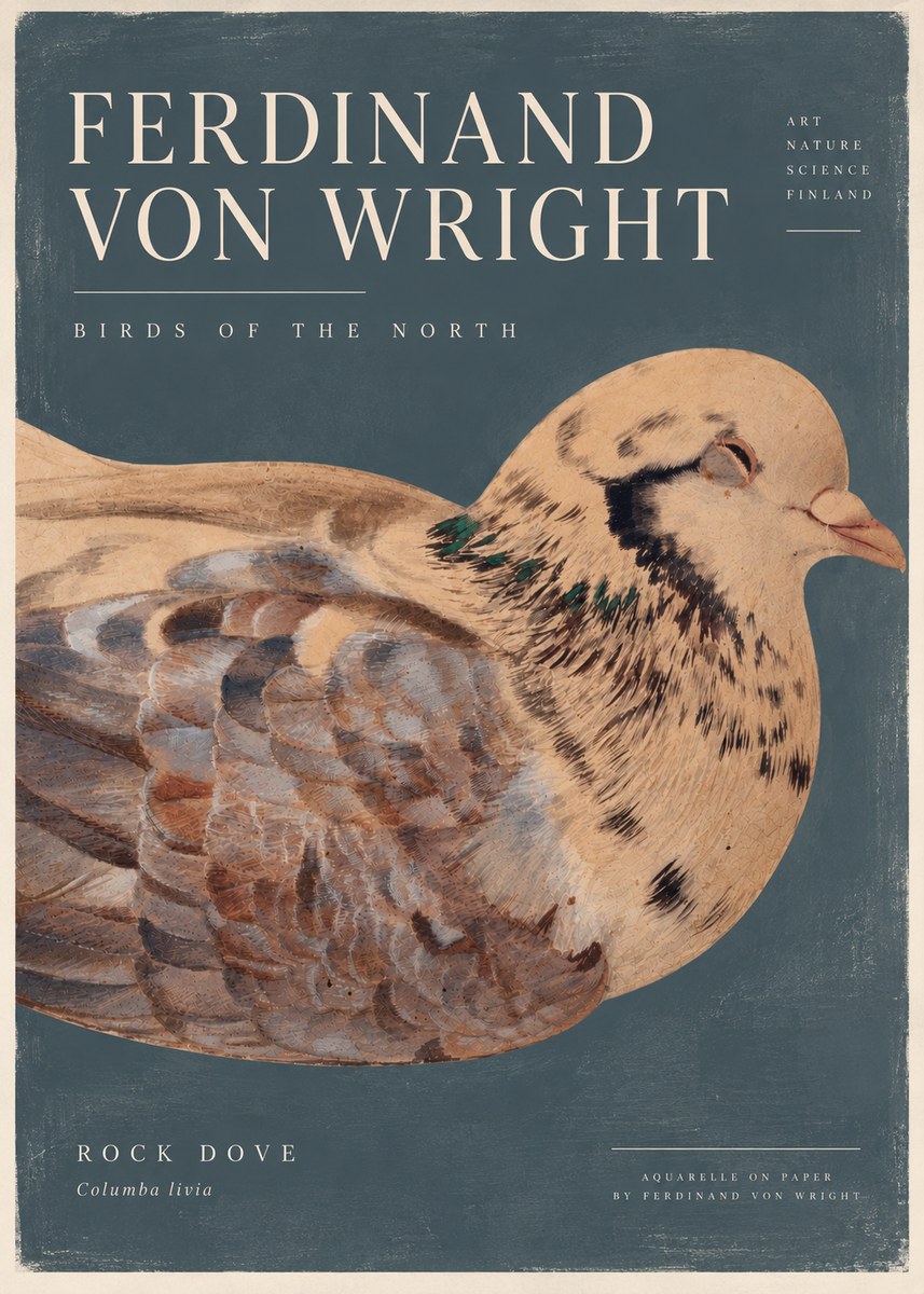 Ferdinand von Wright Turtle Dove Study No5 - Poszter