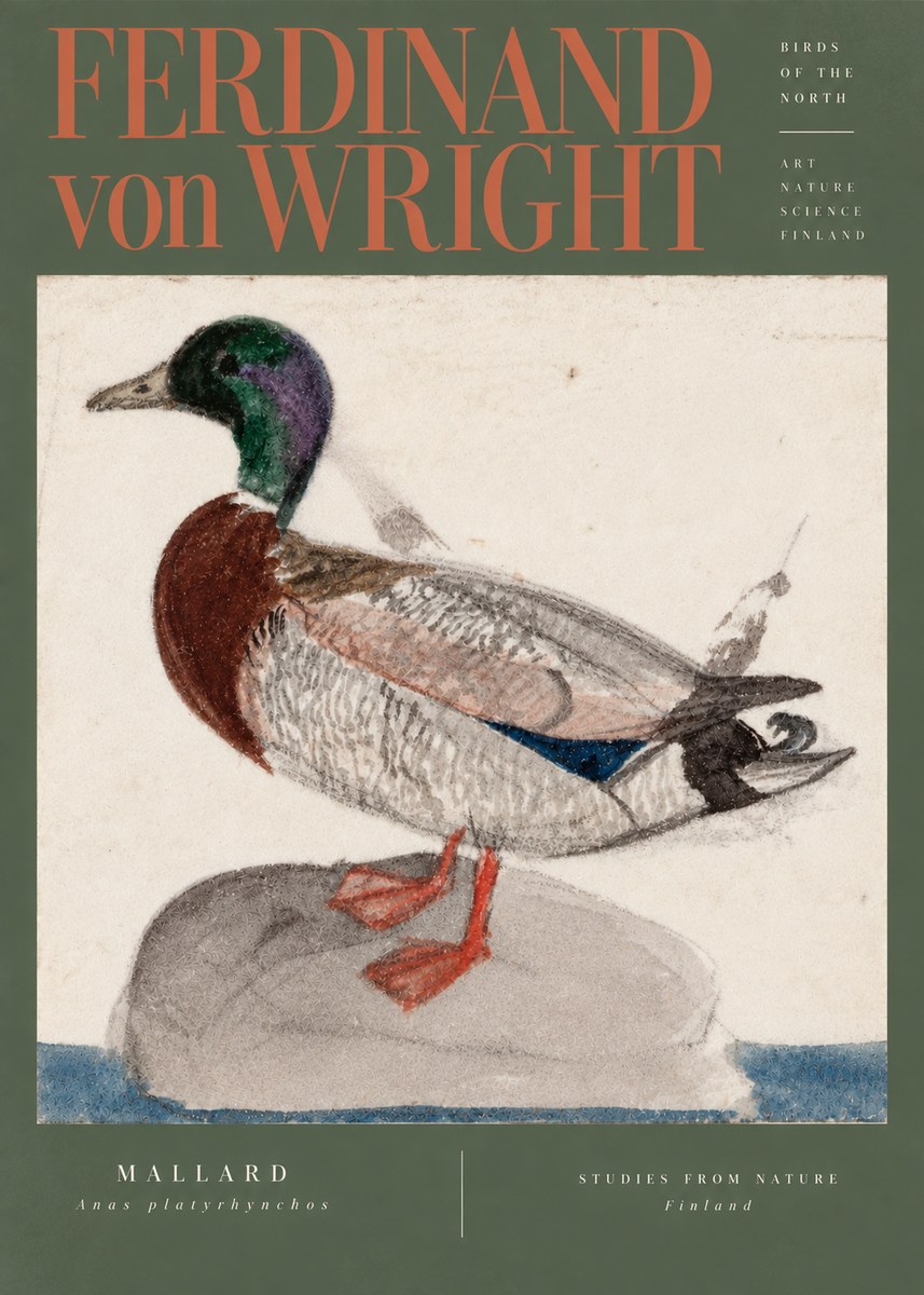 Ferdinand von Wright Mallard No5 - Poszter