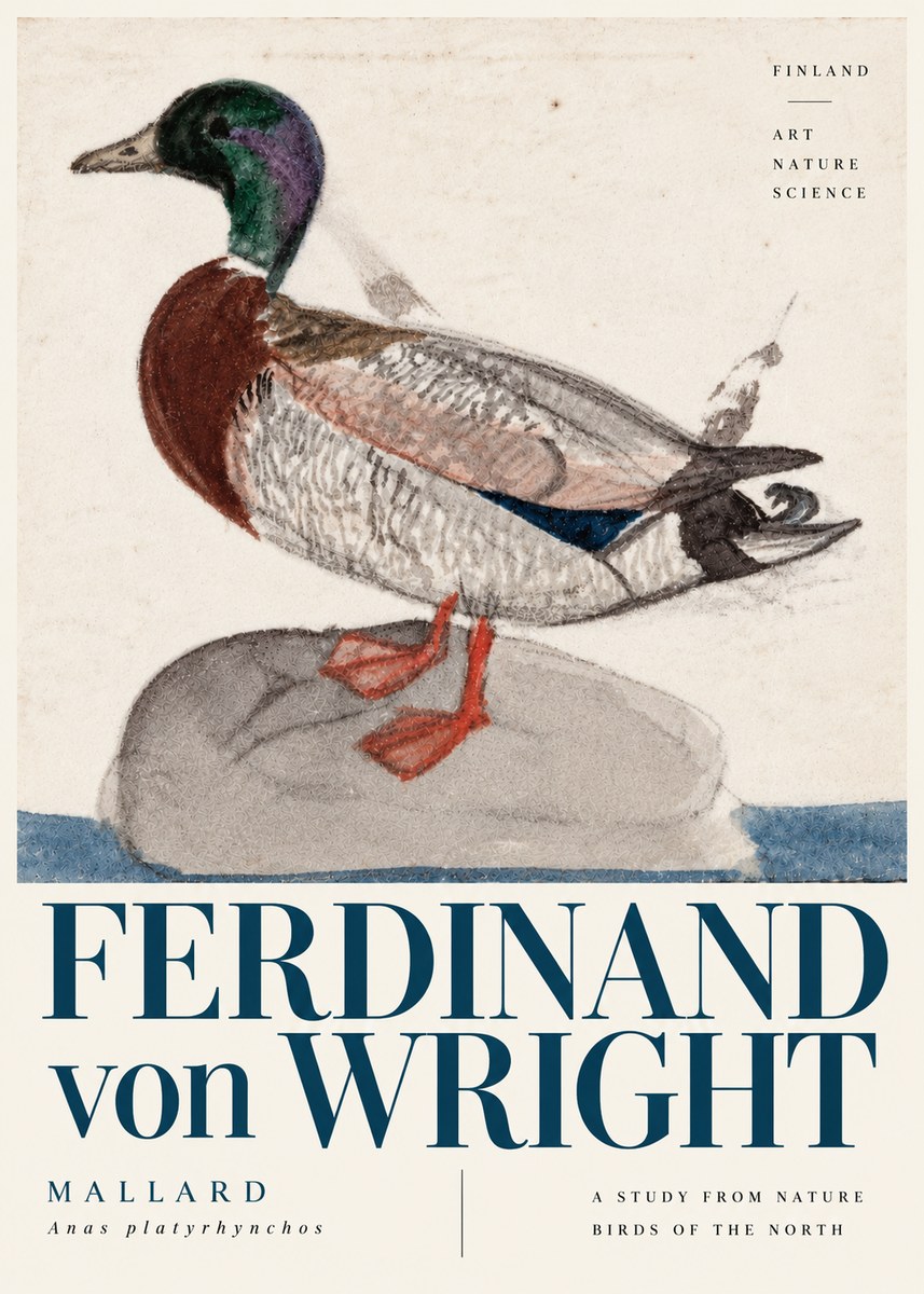 Ferdinand von Wright Mallard No6 - Poszter