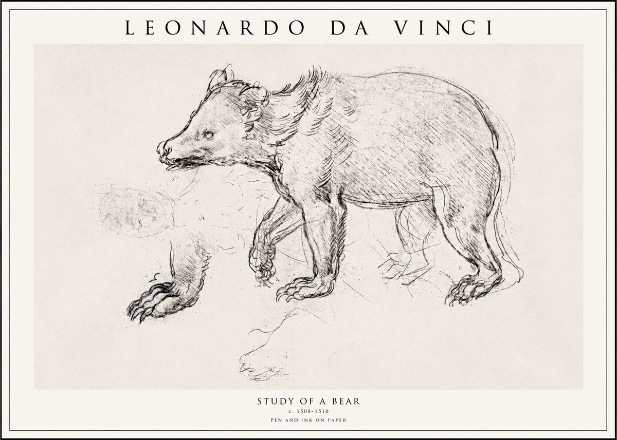 Leonardo da Vinci Study of a Bear No1 - Poszter