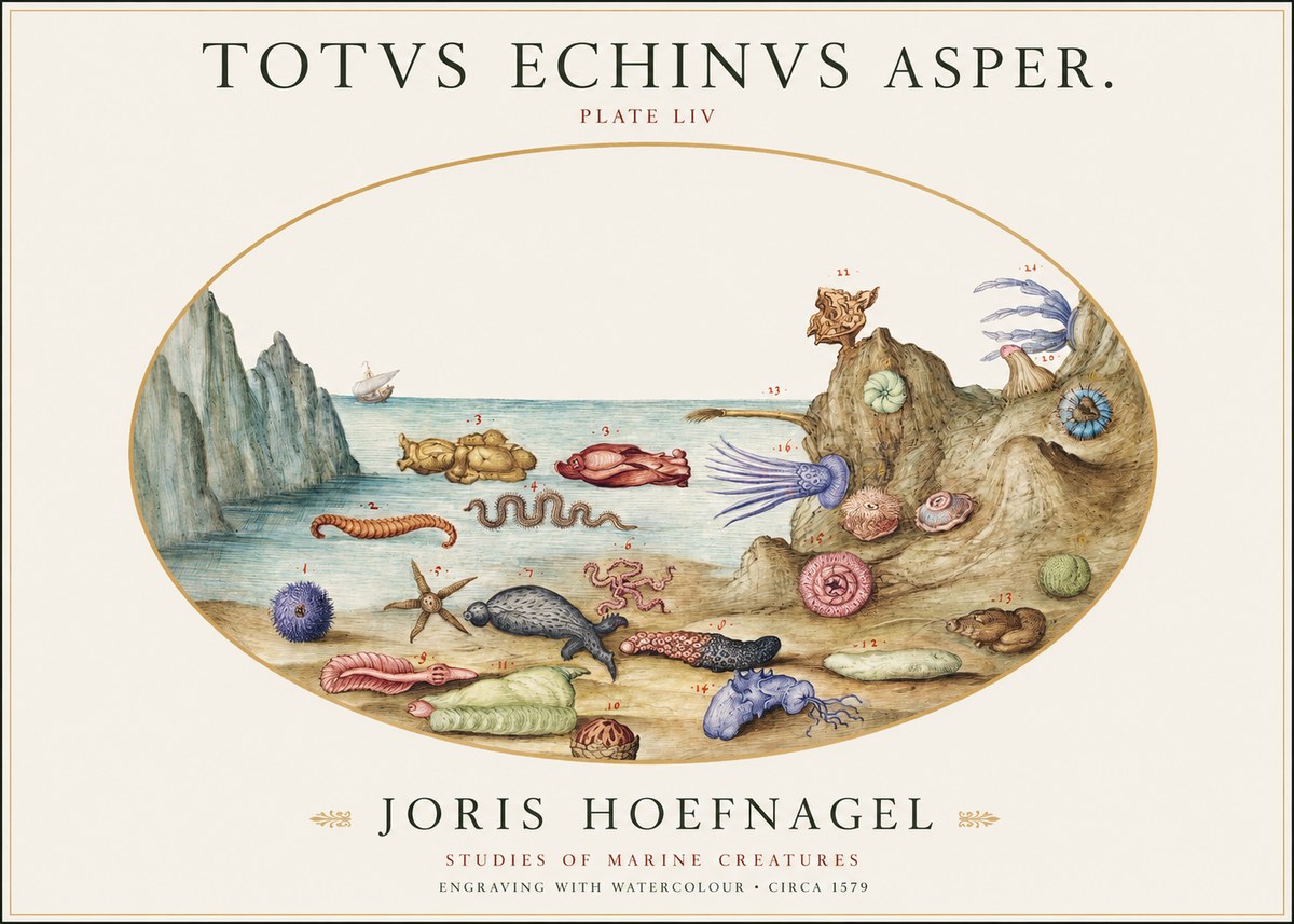 Joris Hoefnagel Totvs Echinvs Asper. Plate Liv No1 - Poszter