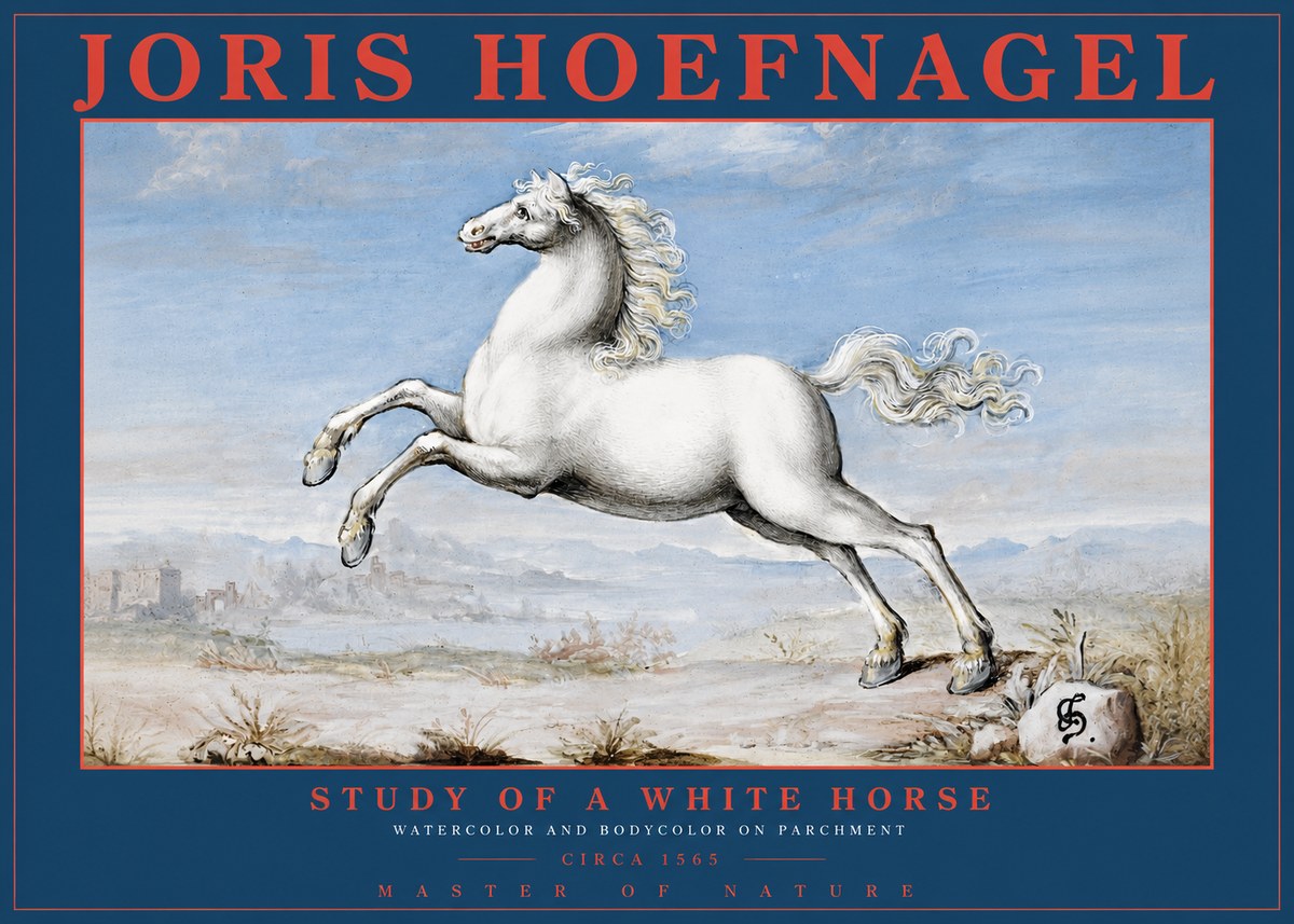 Joris Hoefnagel Study of a White Horse No2 - Poszter