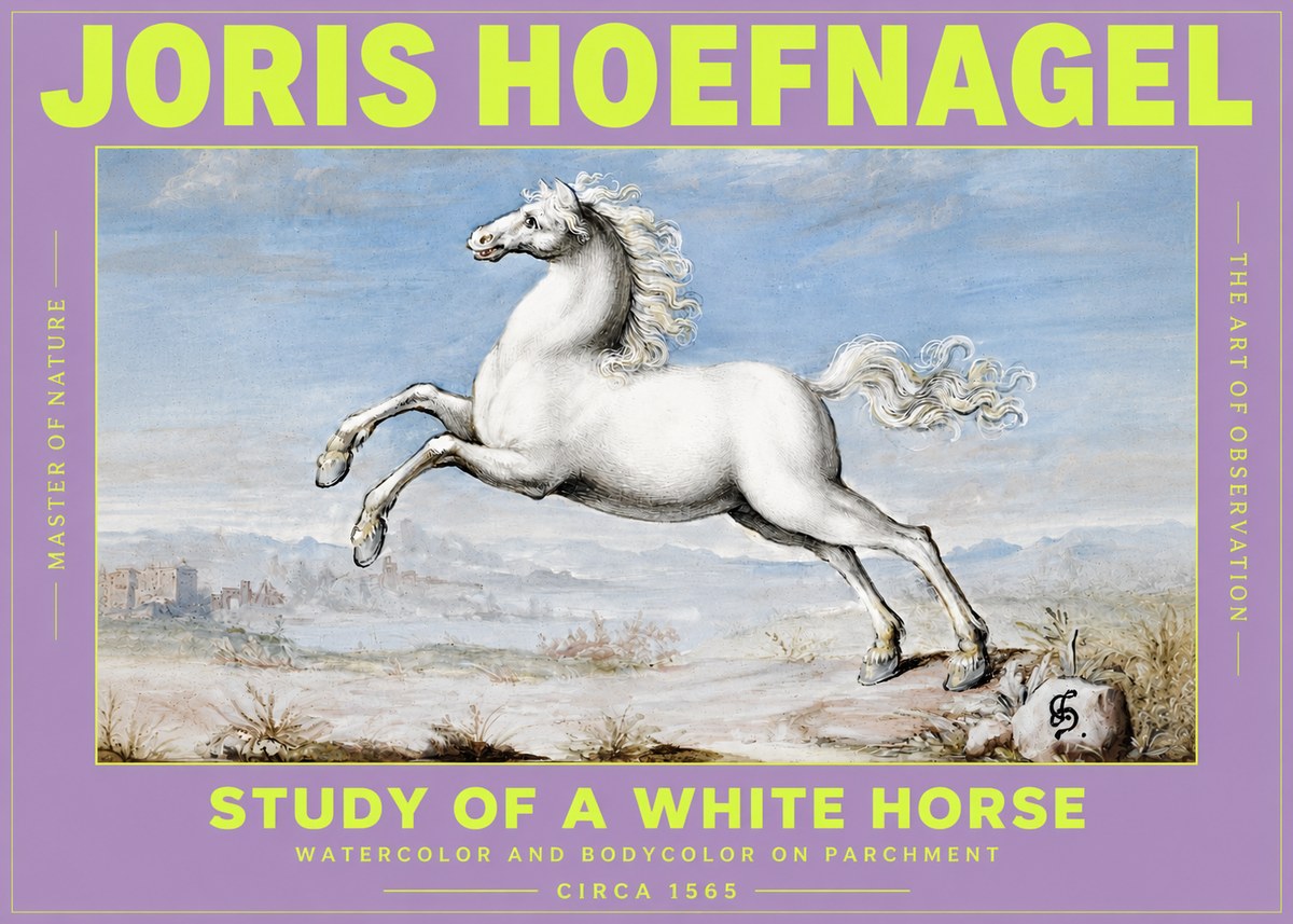 Joris Hoefnagel Study of a White Horse No3 - Poszter