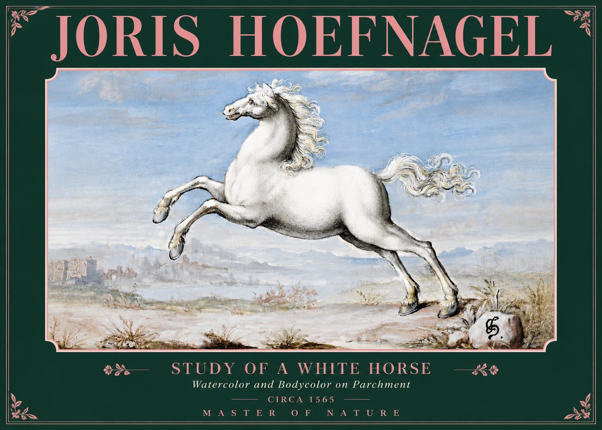 Joris Hoefnagel Study of a White Horse No5 - Poszter