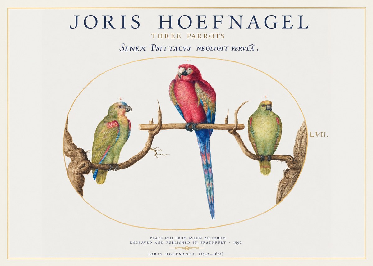 Joris Hoefnagel Three Parrots No1 - Poszter