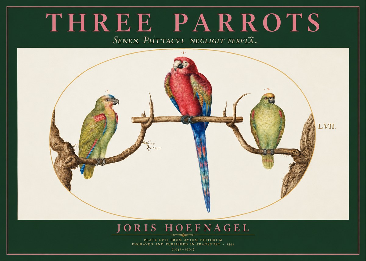 Joris Hoefnagel Three Parrots No2 - Poszter