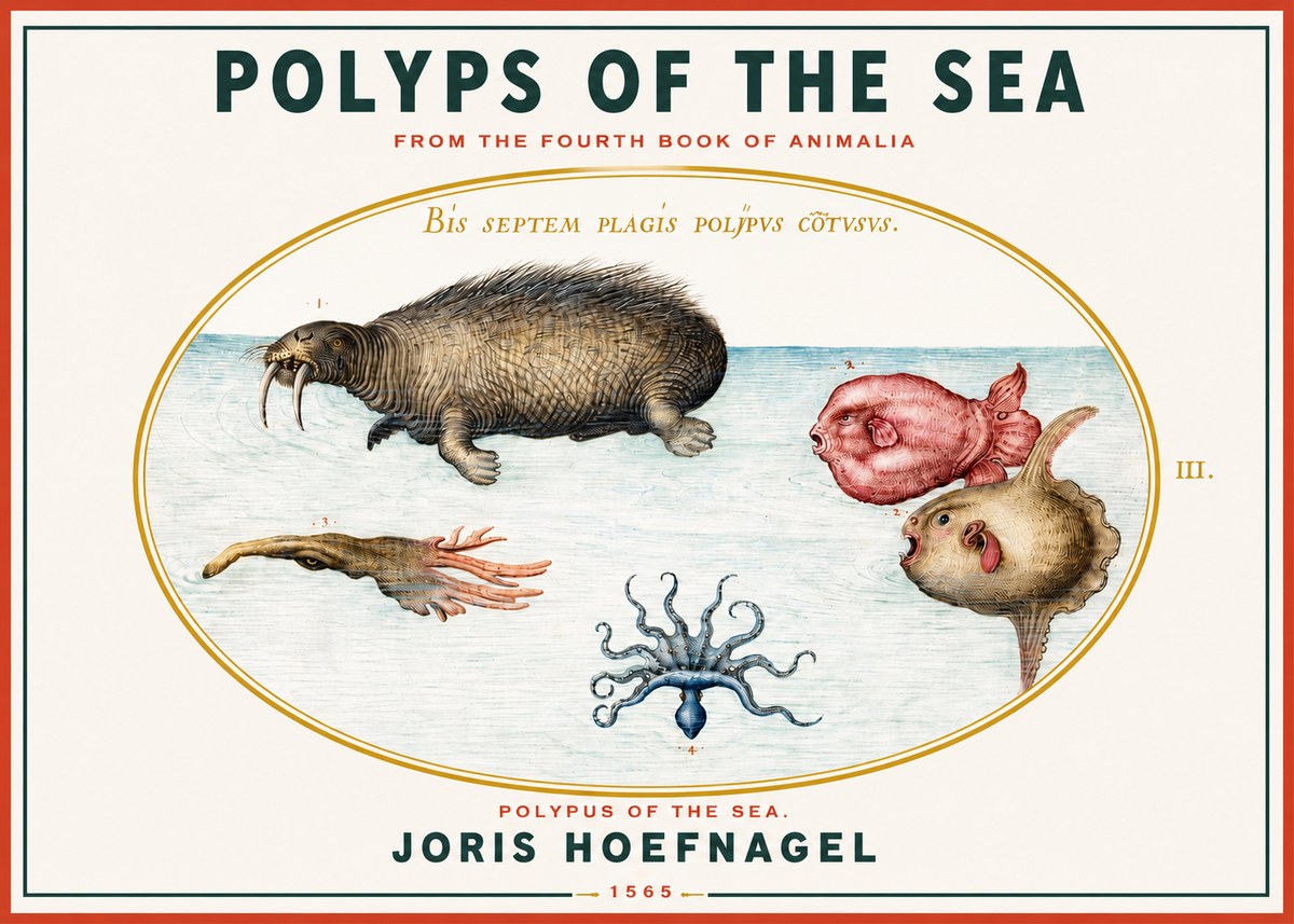 Joris Hoefnagel Polyps of the Sea No3 - Poszter