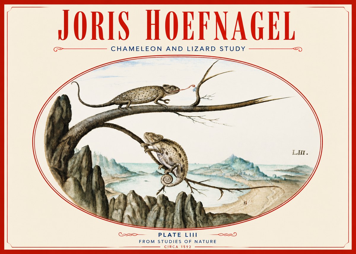 Joris Hoefnagel Chameleon and Lizard No4 - Poszter
