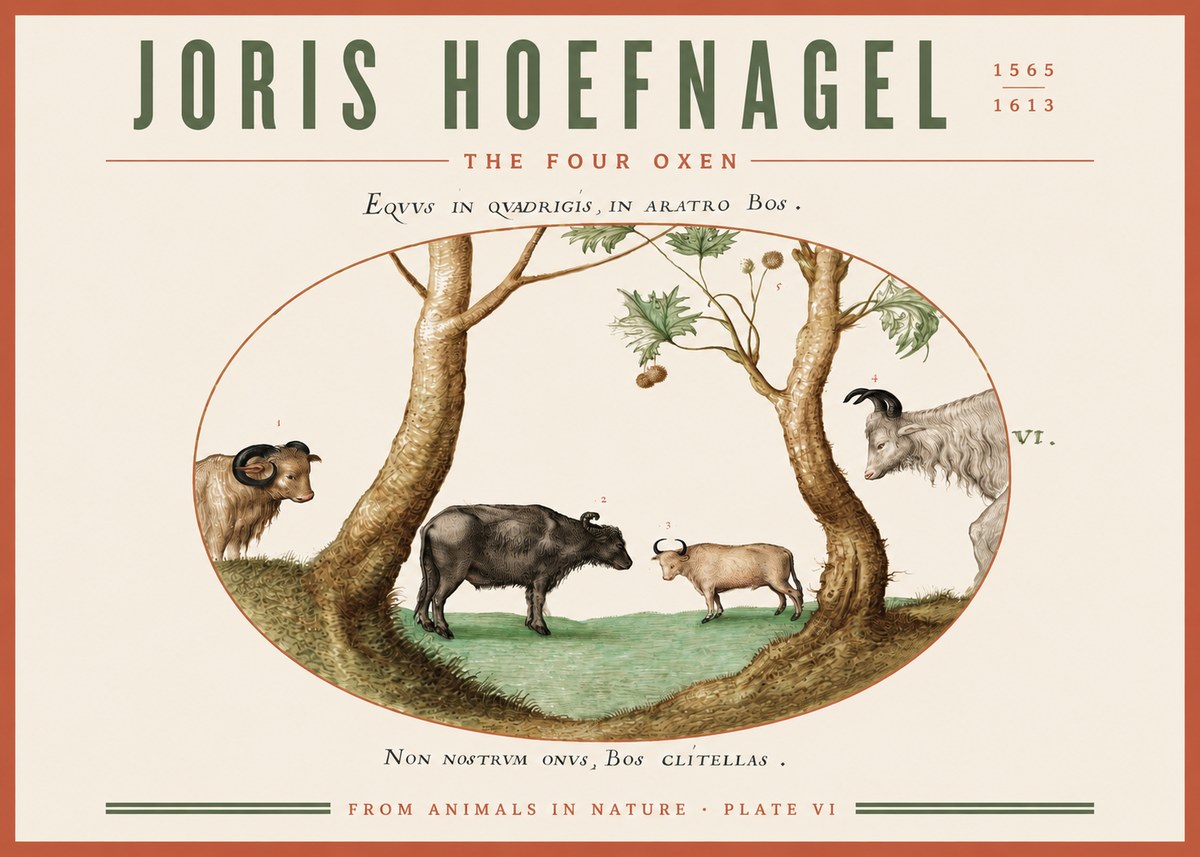 Joris Hoefnagel The Four Oxen No3 - Poszter