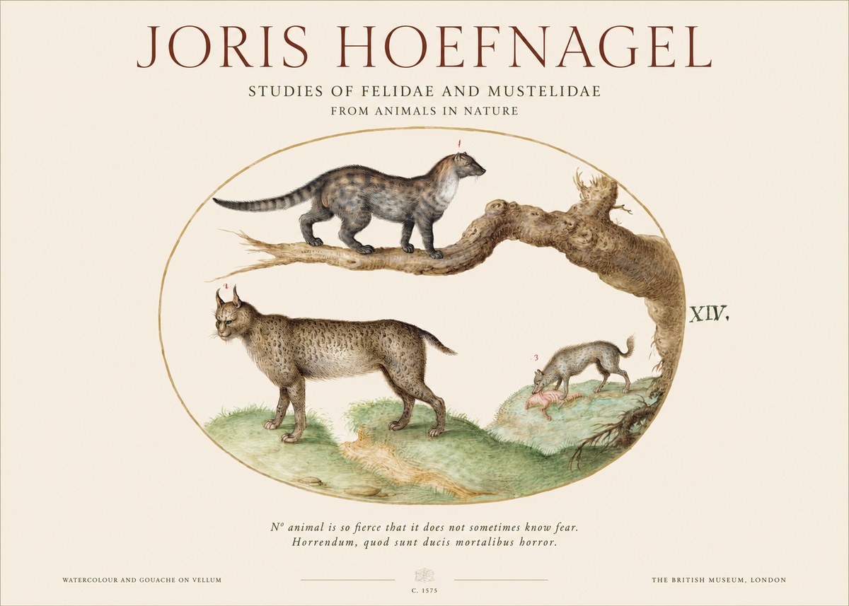 Joris Hoefnagel Wildlife Studies from Nature - Plate Xiv No6 - Poszter