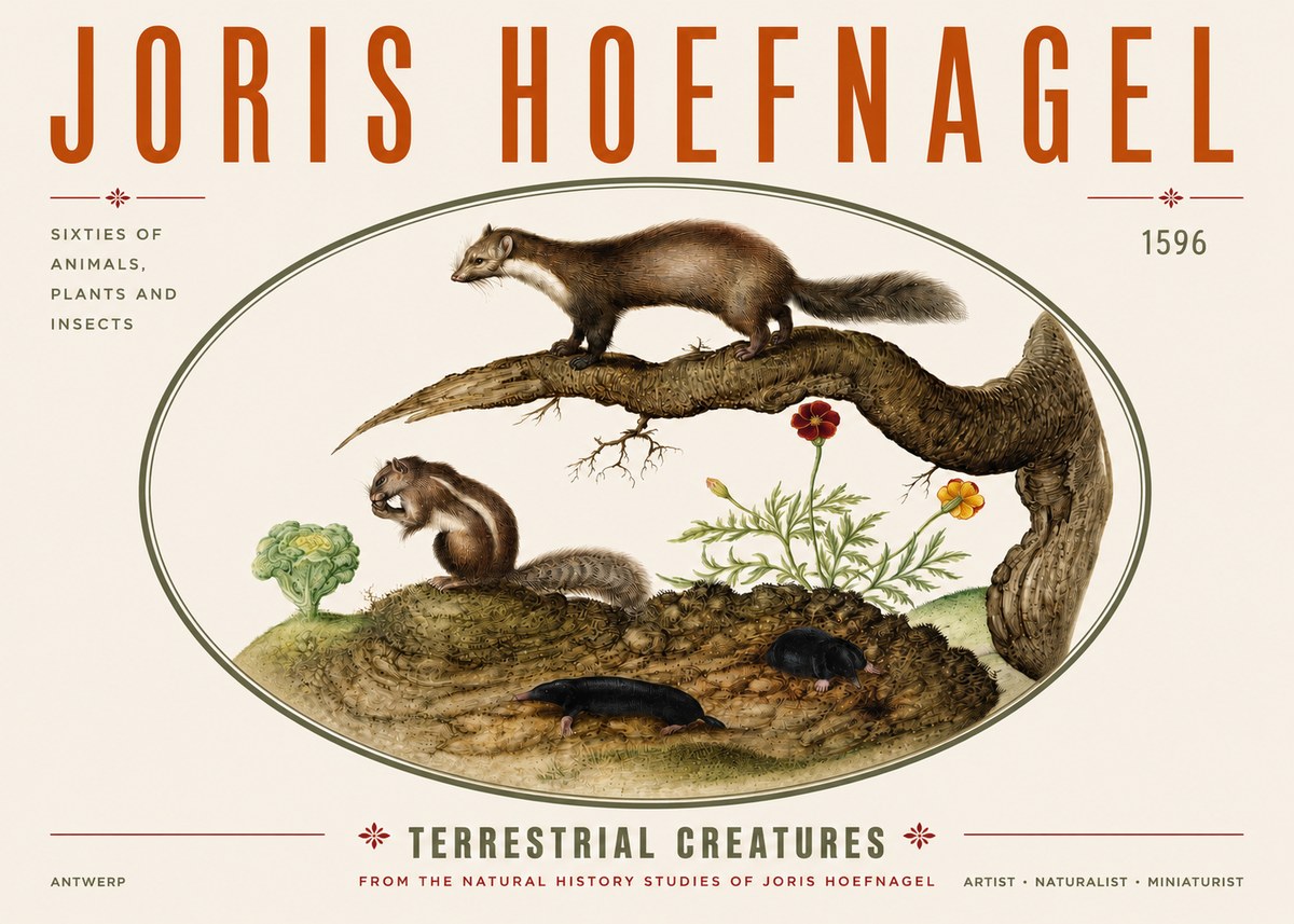Joris Hoefnagel Terrestrial Creatures No3 - Poszter