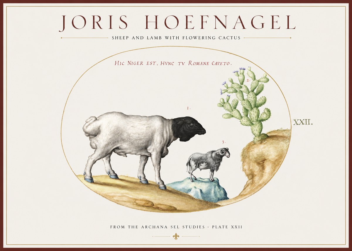 Joris Hoefnagel Sheep and Lamb with Flowering Cactus No1 - Poszter
