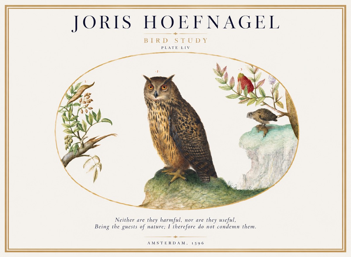 Joris Hoefnagel Bird Study Plate Liv No1 - Poszter