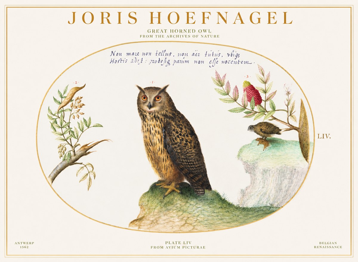 Joris Hoefnagel Bird Study Plate Liv No6 - Poszter