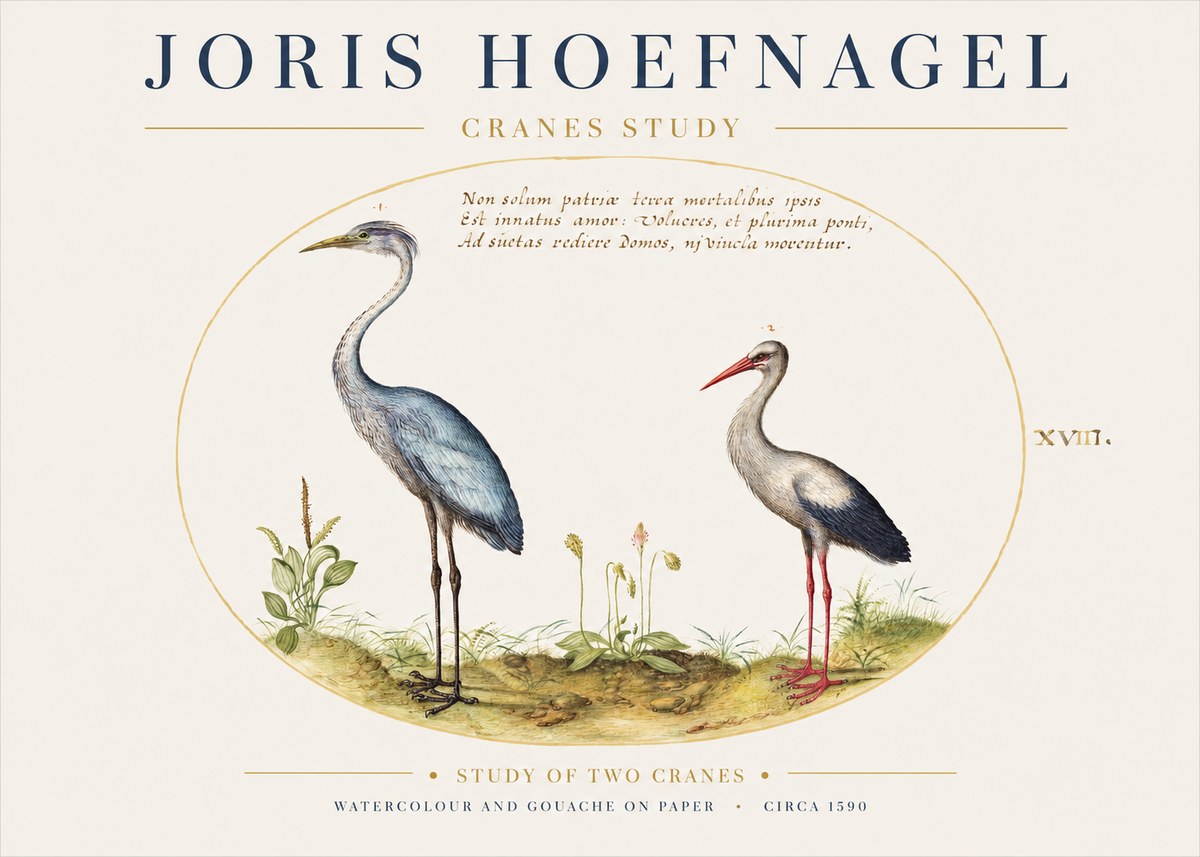 Joris Hoefnagel Study of Two Cranes No1 - Poszter