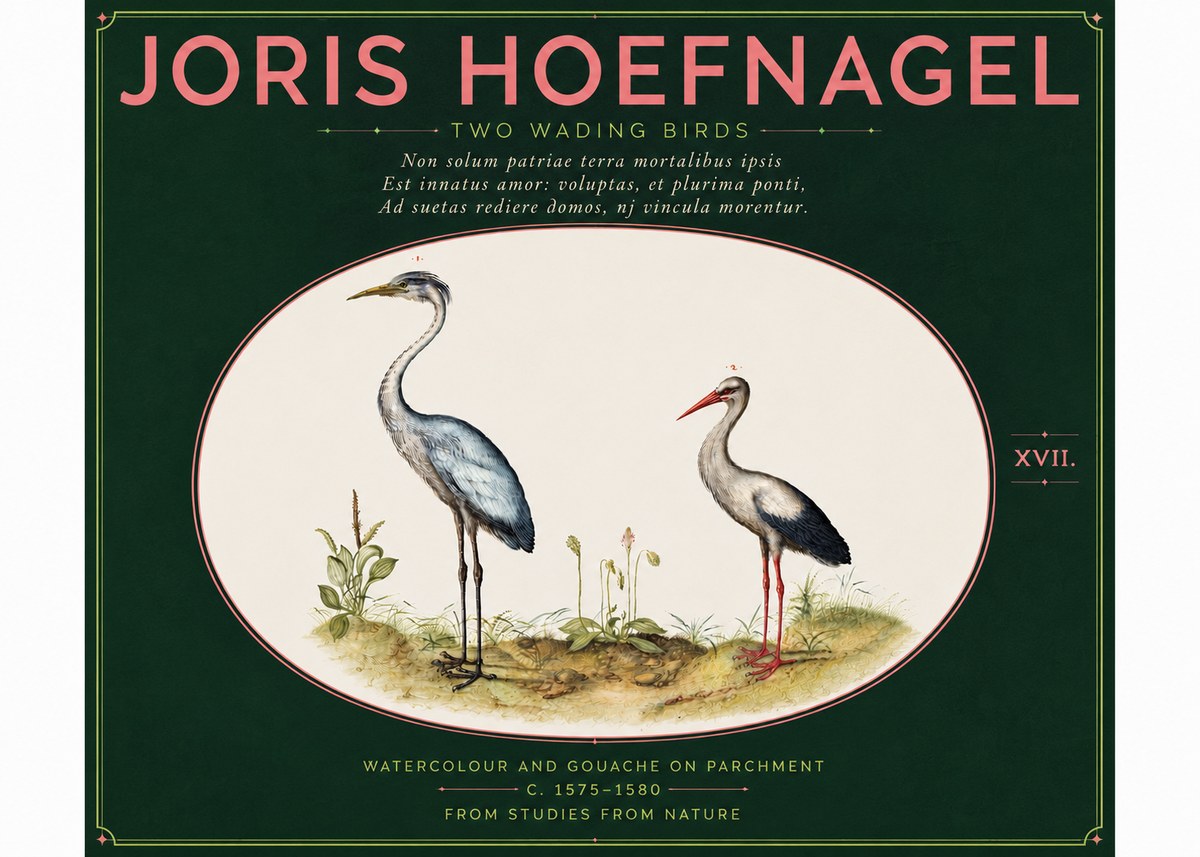 Joris Hoefnagel Study of Two Cranes No6 - Poszter